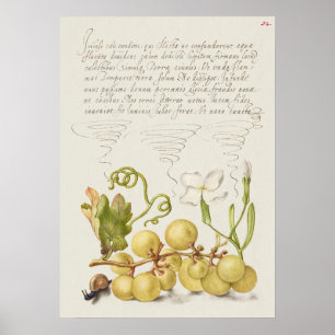 Beautiful Vintage Botanical Illustration Poster
