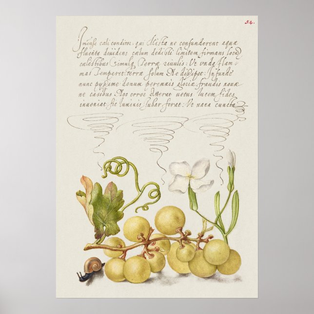Beautiful Vintage Botanical Illustration Poster (Front)