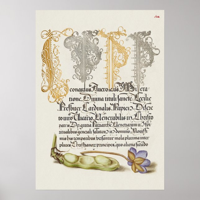 Beautiful Vintage Botanical Illustration Poster (Front)