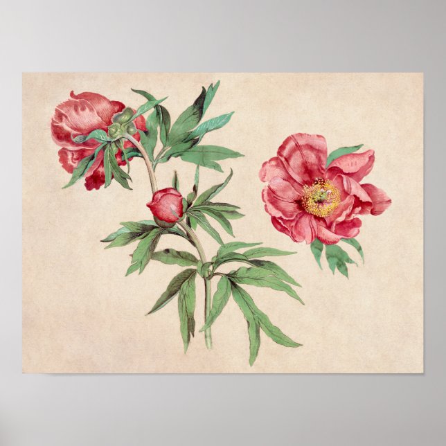 Beautiful Vintage Botanical Illustration Poster (Front)