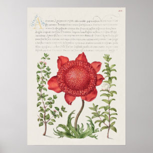 Beautiful Vintage Botanical Illustration Poster