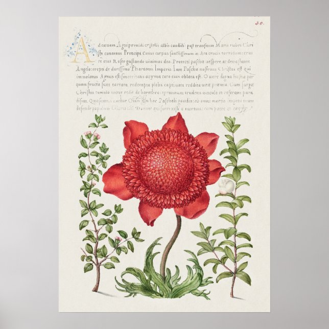 Beautiful Vintage Botanical Illustration Poster (Front)