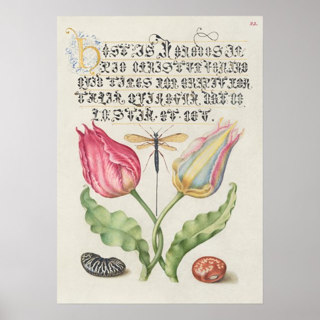 Beautiful Vintage Botanical Illustration Poster (Front)