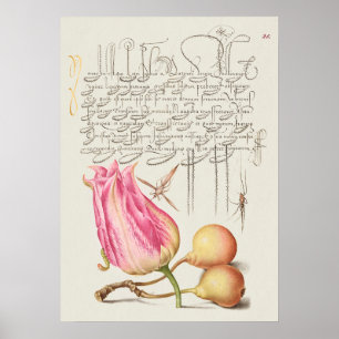 Beautiful Vintage Botanical Illustration Poster