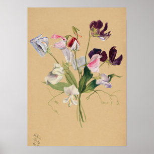 Beautiful Vintage Botanical Illustration Poster