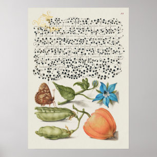 Beautiful Vintage Botanical Illustration Poster