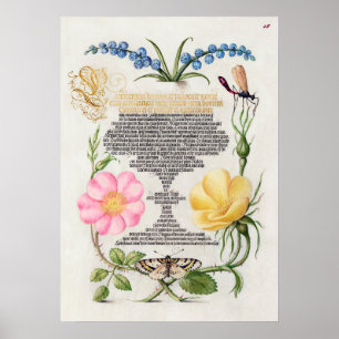 Beautiful Vintage Botanical Illustration Poster