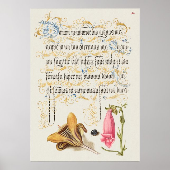 Beautiful Vintage Botanical Illustration Poster (Front)