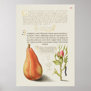 Beautiful Vintage Botanical Illustration Poster