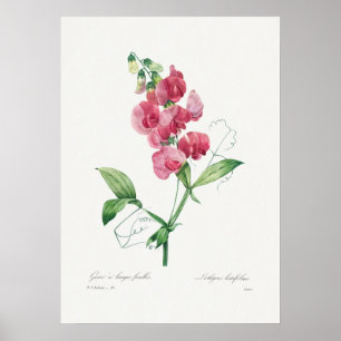 Beautiful Vintage Botanical Illustration Poster