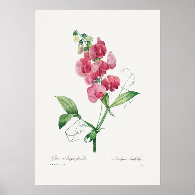 Beautiful Vintage Botanical Illustration Poster (Front)