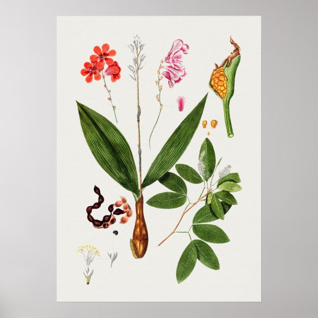 Beautiful Vintage Botanical Illustration Poster (Front)