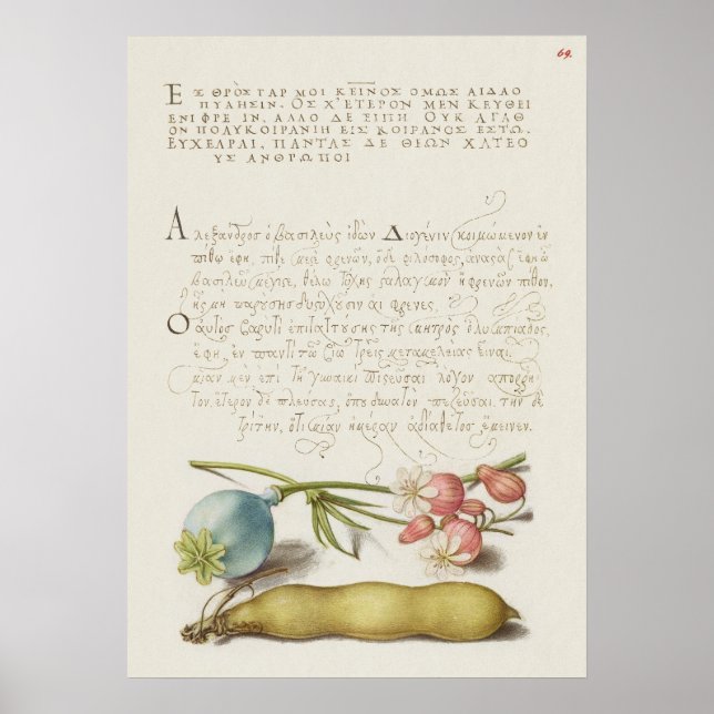 Beautiful Vintage Botanical Illustration Poster (Front)