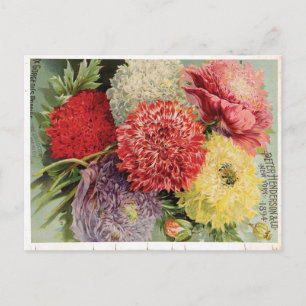 Beautiful Vintage Flowers (1894) Postcard