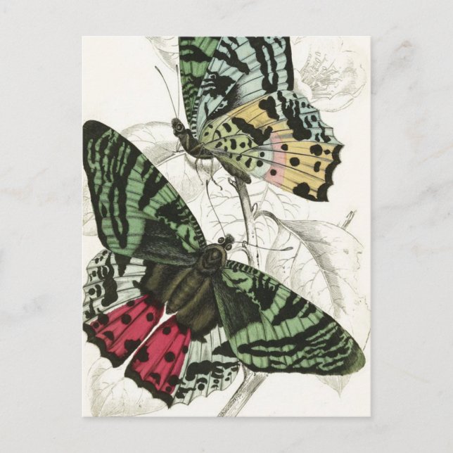 Beautiful Vintage Green Pink Garden Butterflies Postcard (Front)