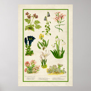 Beautiful Vintage Inspired Color Botanical Floral Poster