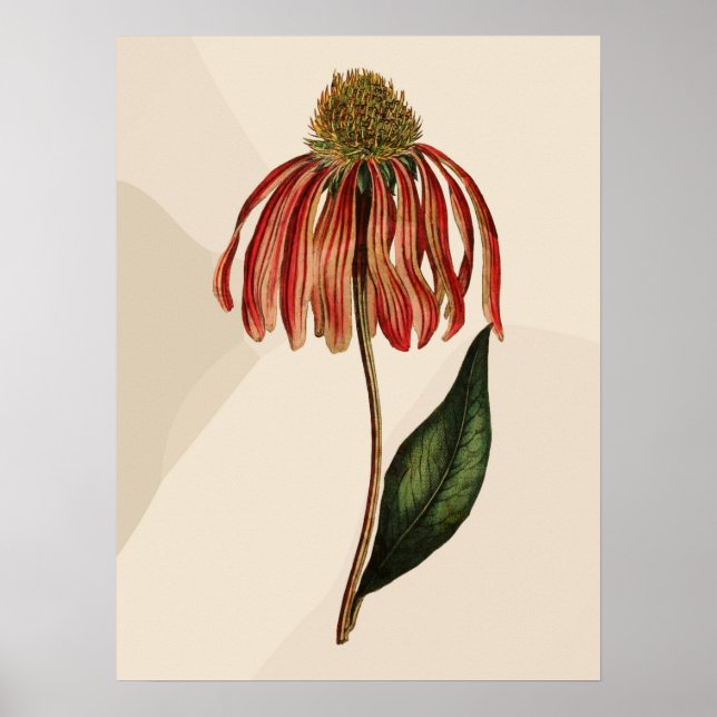 Beautiful Vintage Red Coneflower Green Leave  Poster (Front)