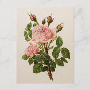 Beautiful Vintage Rose Floral Botanical Fine Art Postcard