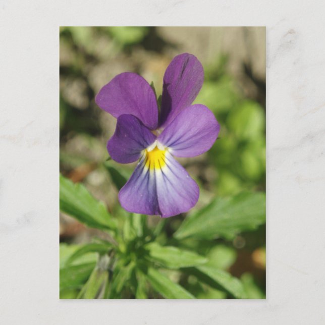 Beautiful violet flower photo postcard (Front)