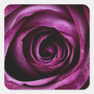 Beautiful violet rose square sticker