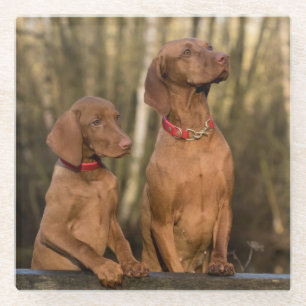 Beautiful Vizsla Sporting Dogs Glass Coaster