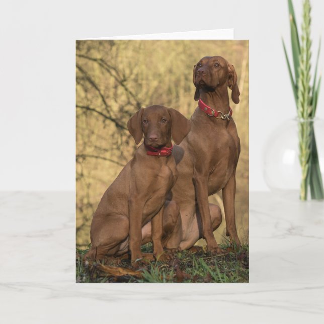 Beautiful Vizsla Sporting Dogs Thank You Card (Front)