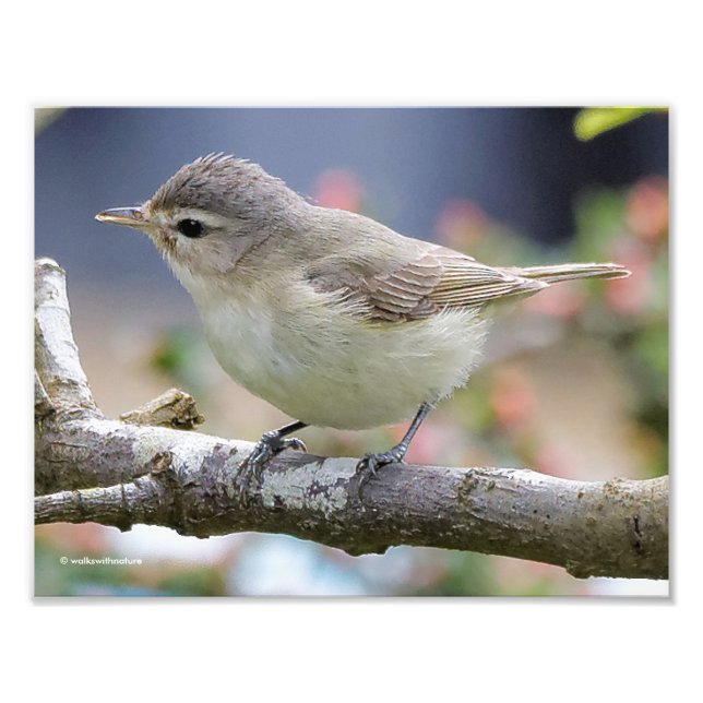Beautiful Warbling Vireo in the Plum Tree Photo Print (Front)