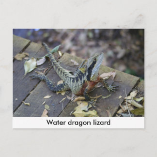 Beautiful Water Dragon Postcard