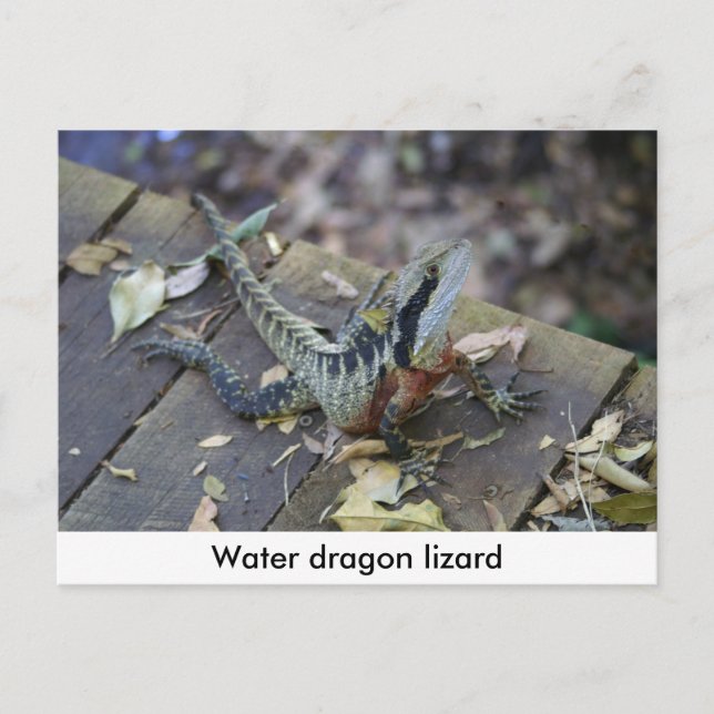Beautiful Water Dragon Postcard (Front)