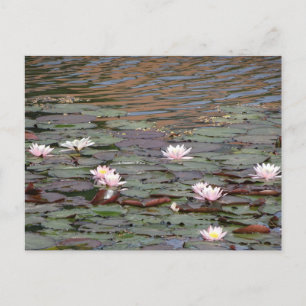 Beautiful Water Lilies DIY Postcard