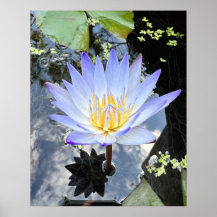 Beautiful Water Lilly Photo Poster