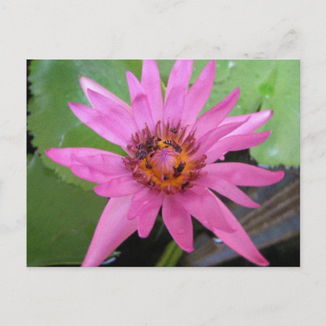 beautiful water lily moving annoucement postcard (Front)