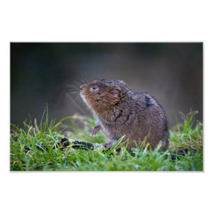Beautiful Water vole 12" x 8" Print
