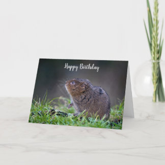 Beautiful Water vole Greeting Card
