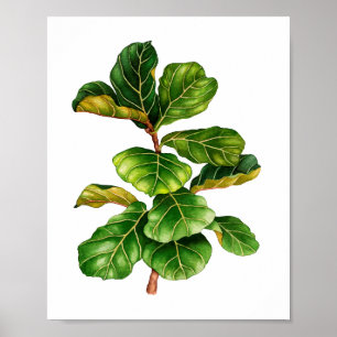 Beautiful watercolor Fig plant art print poster