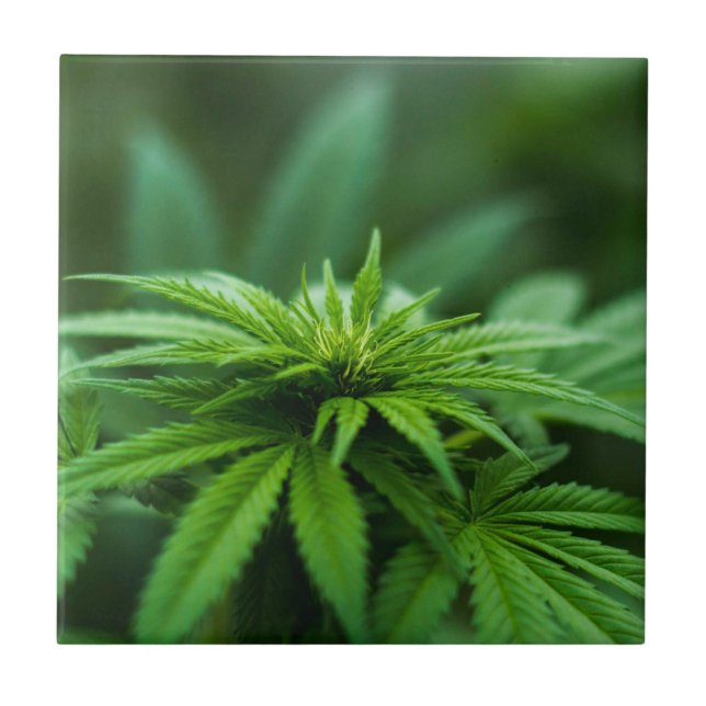 Beautiful Weed Plant Tile (Front)