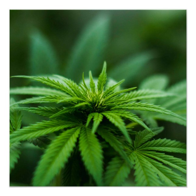 Beautiful Weed Poster (Front)