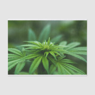 Beautiful Weed Tissue Paper