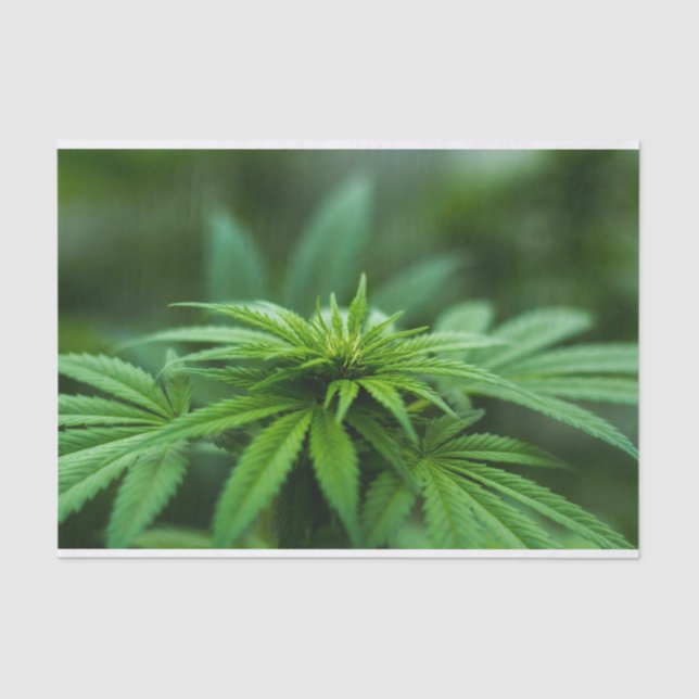 Beautiful Weed Tissue Paper (Front)