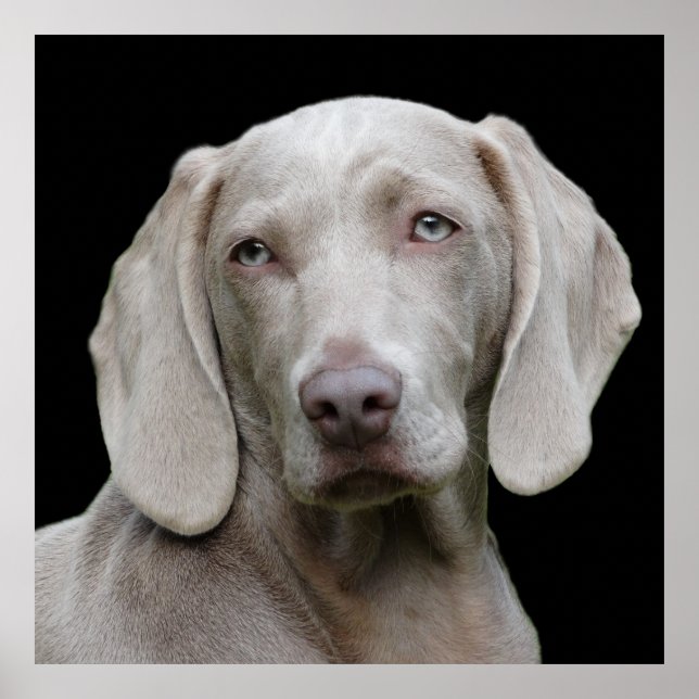 Beautiful Weimaraner Hunting Dog Poster (Front)