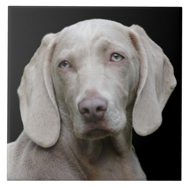 Beautiful Weimaraner Hunting Dog Tile (Front)
