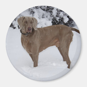 Beautiful Weimaraner in the snow Magnet