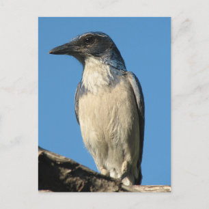 Beautiful Western Scrub Jay Postcard