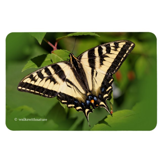 Beautiful Western Tiger Swallowtail Butterfly Magnet (Horizontal)