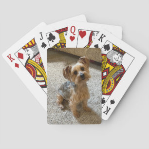 Beautiful Westie / Yorkie Dog to Melt Your Heart Playing Cards
