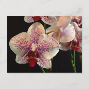 Beautiful White and Magenta Orchids Postcard