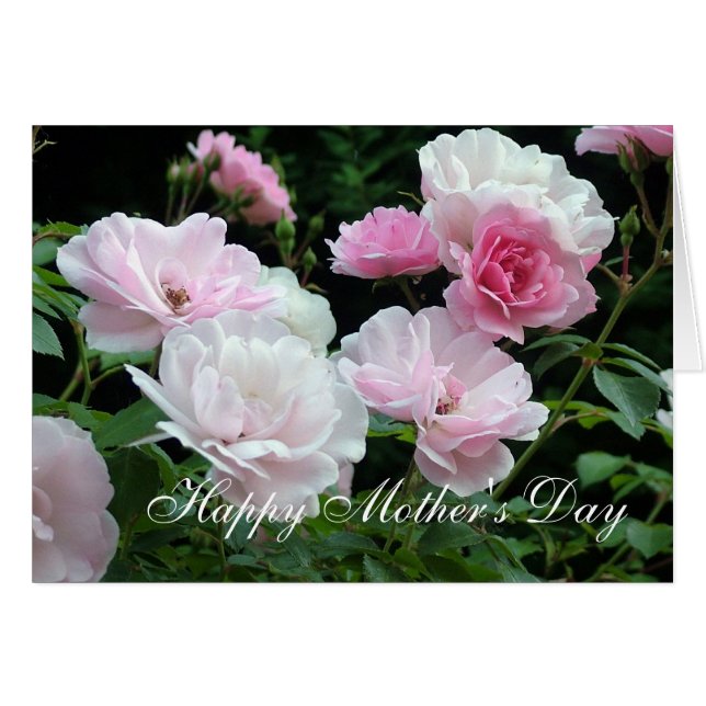 beautiful white and pink rose flowers mother's day (Front Horizontal)