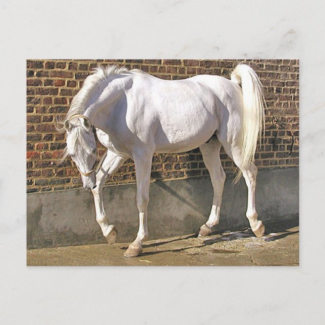 Beautiful White Arabian Horse Postcard (Front)