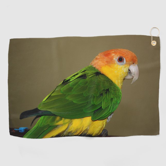 Beautiful White Bellied Caique Parrot Posing Golf Towel (Horizontal)