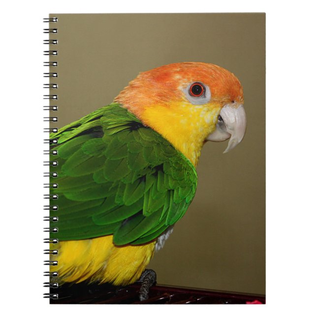 Beautiful White Bellied Caique Parrot Posing Notebook (Front)